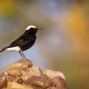 Belorit saharsky - Oenanthe leucopyga - White-crowned wheatear 1604